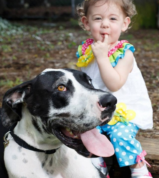 Sold Adult Trained Dog Delilah