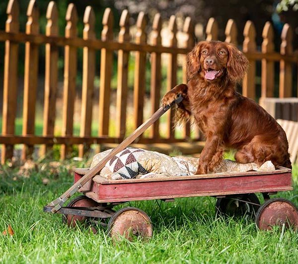 Adult Trained Dogs Copper